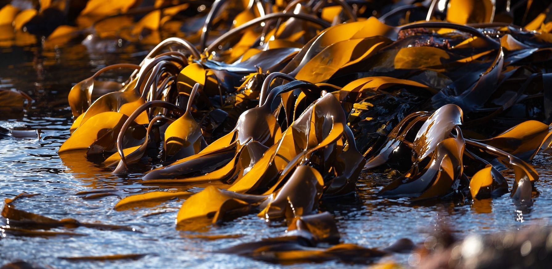 Seaweed is an incredible aquatic treasure trove, containing a wide range of vitamins, minerals, and antioxidants (Ben Wicks/ Unsplash)